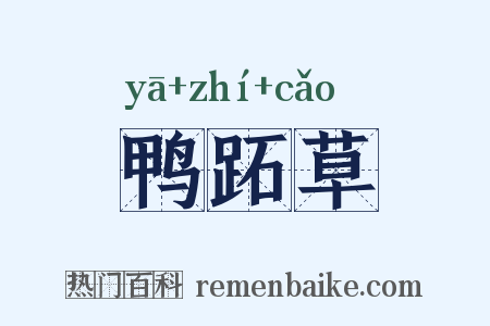 鸭跖草是什么意思的图片